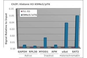 Chromatin Immunoprecipitation (ChIP) image for anti-Histone 3 (H3) (H3K9me3), (pThr6) antibody (ABIN5706788)