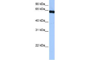 WB Suggested Anti-PUF60 Antibody Titration:  0. (PUF60 antibody  (C-Term))