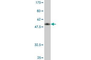 Western Blot detection against Immunogen (42. (HSPA4 antibody  (AA 1-148))