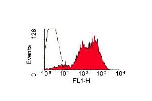 Staining of rat spleen cells with Mouse anti Rat RT1B (Class II Monomorphic): FITC (ABIN118331). (MHC Class II RT-1B antibody  (FITC))