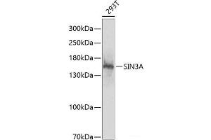 Western blot analysis of extracts of 293T cells using SIN3A Polyclonal Antibody at dilution of 1:1000. (SIN3A antibody)