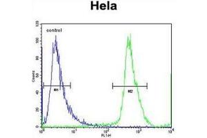 Flow cytometric analysis of Hela cells using NUP35 Antibody (C-term) Cat. (NUP35 antibody  (C-Term))