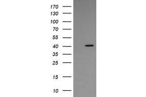 Image no. 1 for anti-Mitogen-Activated Protein Kinase 13 (MAPK13) antibody (ABIN1499954) (MAPK13 antibody)