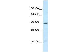 Western Blotting (WB) image for anti-Unc-45 Homolog B (UNC45B) (C-Term) antibody (ABIN2789106) (UNC45B antibody  (C-Term))