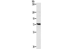 Western Blotting (WB) image for anti-Nicastrin (NCSTN) antibody (ABIN2423883)