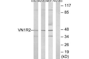 Western blot analysis of extracts from COLO cells, HUVEC cells and MCF-7 cells, using VN1R2 antibody. (VN1R2 antibody  (Internal Region))