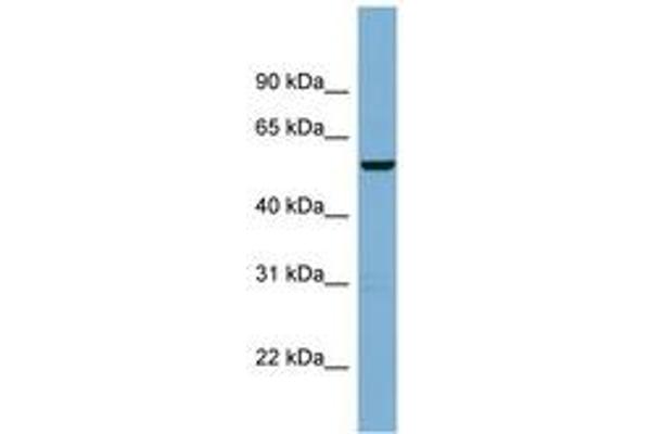 CNOT11 antibody  (AA 215-264)