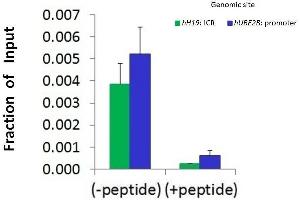 Chromatin Immunoprecipitation (ChIP) Using HDAC6 antibody - N-terminal region  and HCT116 Cells (HDAC6 antibody  (N-Term))