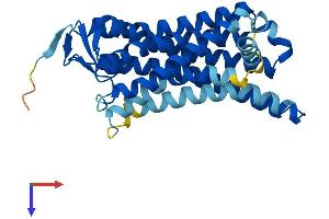 AlphaFold protein structure predicition of Human Recombinant OR52A1 Protein, UniprotID Q9UKL2 (OR52A1 Protein (AA 1-312) (His tag))