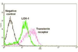 Anti-LOX-1 antibody ABIN121884 staining human umbilical vein endothelial cells (OLR1 antibody  (Extracellular Domain))