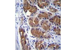 Formalin fixed and paraffin embedded human stomach tissue stained with  Dynactin subunit 2  Antibody  followed by peroxidase conjugation of the secondary antibody and DAB staining (Dynamitin antibody  (Middle Region))