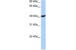 PGK2 antibody used at 1 ug/ml to detect target protein. (PGK2 antibody  (C-Term))