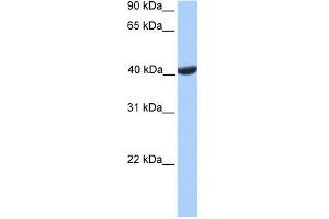 PGK2 antibody used at 1 ug/ml to detect target protein. (PGK2 antibody  (C-Term))