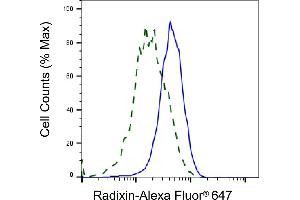 Validation of Radixin knockdown using flow cytometry. (Recombinant Radixin antibody)