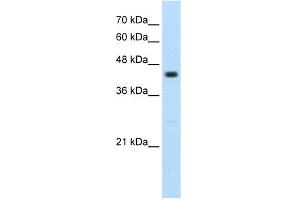 WB Suggested Anti-RNF32 Antibody Titration:  2. (RNF32 antibody  (Middle Region))