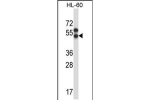 Western blot analysis in HL-60 cell line lysates (35ug/lane). (Apelin antibody  (AA 215-244))
