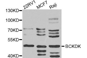 Western blot analysis of extracts of various cell lines, using BCKDK antibody (ABIN5974802) at 1/1000 dilution. (BCKDK antibody)