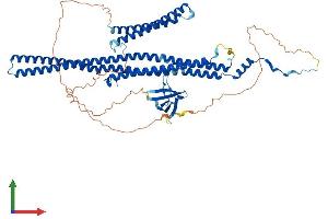 AlphaFold protein structure predicition of Human Recombinant FNBP1 Protein, UniprotID Q96RU3 (FNBP1 Protein (AA 1-617) (His tag))