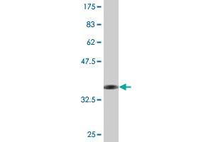 TFEC antibody  (AA 1-89)