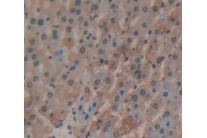Figure. (CTSA antibody  (AA 151-394))