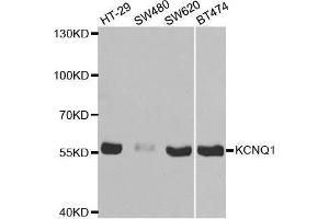 Western blot analysis of extracts of various cell lines, using KCNQ1 antibody. (KCNQ1 antibody  (AA 250-549))