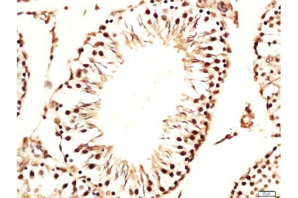GGN antibody  (AA 5-100)