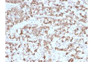 Formalin-fixed, paraffin-embedded human Pituitary stained with Prolactin Mouse Monoclonal Antibody (PRL/2910). (Prolactin antibody  (AA 63-201))