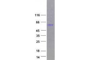 Validation with Western Blot (CSNK1G3 Protein (Transcript Variant 4) (Myc-DYKDDDDK Tag))