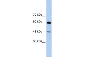 Western Blotting (WB) image for anti-DAZ Associated Protein 1 (DAZAP1) antibody (ABIN2462284)