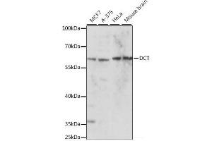Western blot analysis of extracts of various cell lines using DCT Polyclonal Antibody at dilution of 1:1000. (DCT antibody)