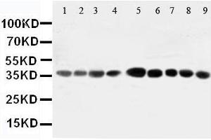 Western Blotting (WB) image for anti-Aminoacyl tRNA Synthetase Complex-Interacting Multifunctional Protein 2 (AIMP2) (AA 298-320), (Middle Region) antibody (ABIN3044411) (AIMP2 antibody  (Middle Region))