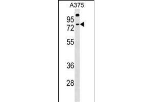 TKTL2 Antibody (N-term) (ABIN1539379 and ABIN2848983) western blot analysis in  cell line lysates (35 μg/lane).