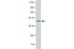 Western Blot detection against Immunogen (36.