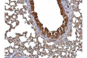IHC-P Image 14-3-3 sigma antibody detects 14-3-3 sigma protein at cytosol on mouse lung by immunohistochemical analysis. (14-3-3 sigma/SFN antibody  (C-Term))