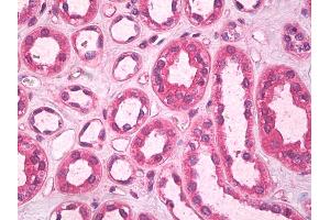 Anti-SCGF antibody IHC of human kidney, tubules.