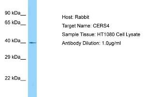 Host: Rabbit Target Name: CERS4 Sample Type: HT1080 Whole Cell lysates Antibody Dilution: 1.