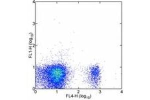 Image no. 1 for anti-CD8b Molecule (CD8B) antibody (FITC) (ABIN475768) (CD8B antibody  (FITC))