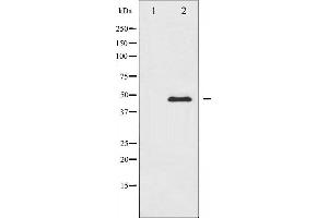 Western blot analysis of PTP1B expression in UV treated COS7 whole cell lysates,The lane on the left is treated with the antigen-specific peptide. (PTPN1 antibody  (N-Term))