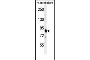 Western blot analysis of anti-ADAMTS4 Antibody (C-term) in mouse cerebellum tissue lysates (35ug/lane).