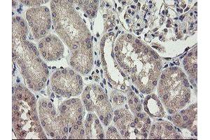 Immunohistochemical staining of paraffin-embedded Human Kidney tissue using anti-CHN1 mouse monoclonal antibody. (CHN1 antibody)