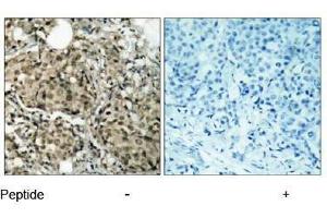 Image no. 1 for anti-GTPase Activating Protein (SH3 Domain) Binding Protein 1 (G3BP1) (Ser232) antibody (ABIN197272) (G3BP1 antibody  (Ser232))
