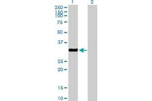 Western Blot analysis of NEK7 expression in transfected 293T cell line by NEK7 MaxPab polyclonal antibody. (NEK7 antibody  (AA 1-302))