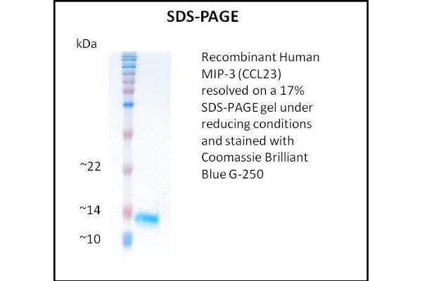 CCL23 Protein