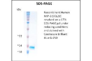 SDS-PAGE (SDS) image for Chemokine (C-C Motif) Ligand 23 (CCL23) (Active) protein (ABIN5509374) (CCL23 Protein)