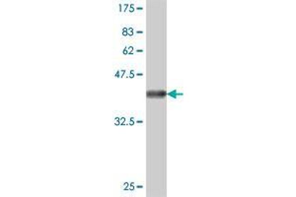 GLTP antibody  (AA 110-209)