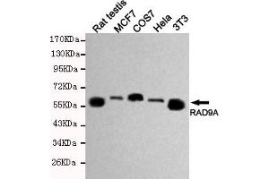 Western blot detection of RAD9A in Hela,MCF7,3T3,COS7 and Rat testis cell lysates using RAD9A mouse mAb (1:500 diluted). (RAD9A antibody)