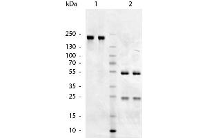 SDS-Page of Goat anti-Chicken IgM (Mu Chain) antibody. (Goat anti-Chicken IgM Antibody)