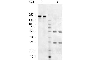 SDS-Page of Goat anti-Chicken IgM (Mu Chain) antibody. (Goat anti-Chicken IgM Antibody - Preadsorbed)