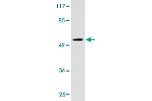 Western blot analysis of HT-29 cell extracts with CYP2D6 polyclonal antibody . (CYP2D6 antibody  (AA 241-290))