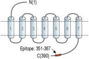 Representative domain view of the target of ABIN7043806.